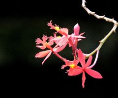 Mini Orchids