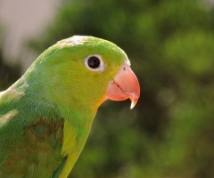 Plain Parakeet