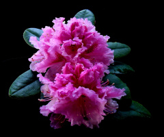 BLÜTEN