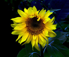 BLÜTE