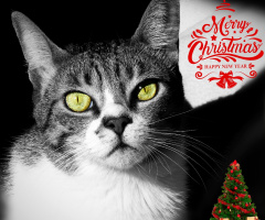 Happy Holidays!