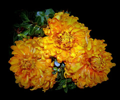 BLÜTEN