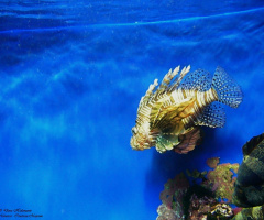 Fisch