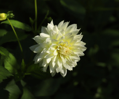 White View