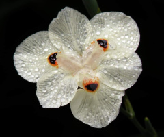 After the rain...