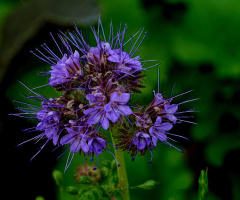 BLÜTEN