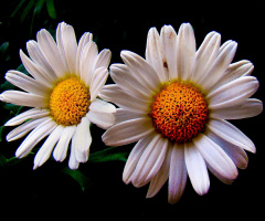 BLÜTEN