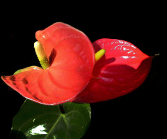 BLÜTEN