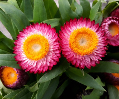 Flores