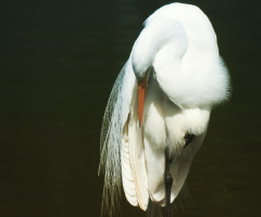 Great Egret 