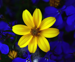 BLÜTE