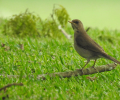 Sabiá-poca ( Turdus amaurochalinus)