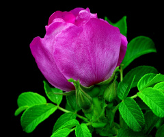 BLÜTE