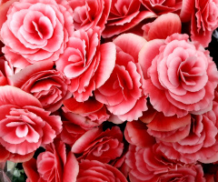 Begonia