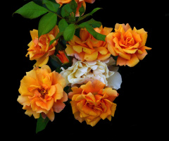 BLÜTEN
