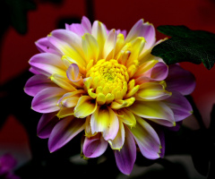BLÜTE