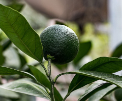 Mandalina