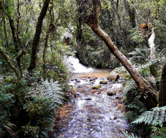 Into the tropical forest