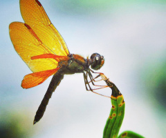 Libélula