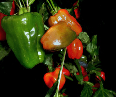 PAPRIKA