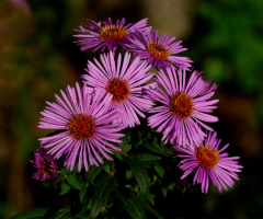 BLÜTEN