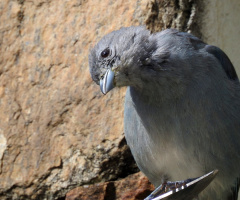 Sayaca Tanager