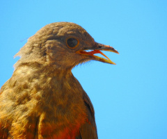 Whith open beak