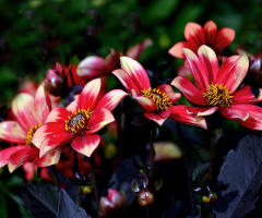 BLÜTEN
