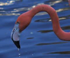 Flamingo moment ....