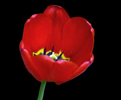 BLÜTE
