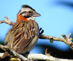 Zonotrichia capensis