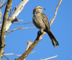 Mimus saturninus 