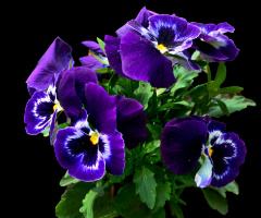 BLÜTEN