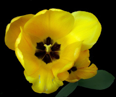 BLÜTE