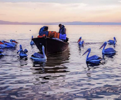 Hazırcı Pelikanlar ve Balıkçılar