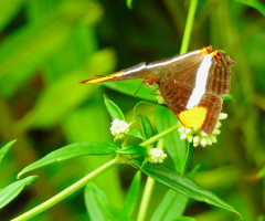 Borboleta 