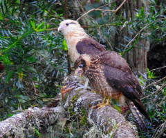 Gavião-Hawk Carrapateiro e seu filhote