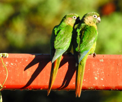Toriba couple 