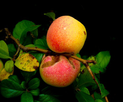 ÄPFEL