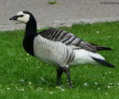 Gans
