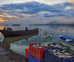Bandırma Kuş Cenneti - Balıkçı ve Pelikanlar
