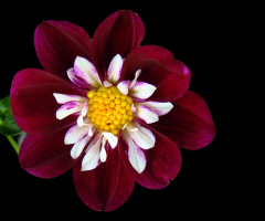 BLÜTE