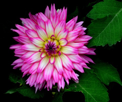 BLÜTE