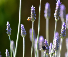 Lavender flowers