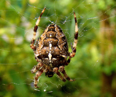 SPINNE