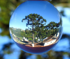 Araucária tree