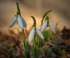 Snowdrops