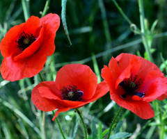 BLÜTEN