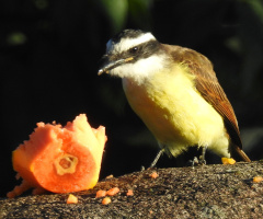 Comendo mamão
