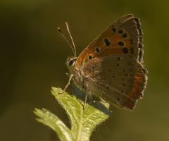 Kelebek 050616